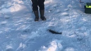 поимка форели