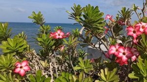 Кругом цветочки!