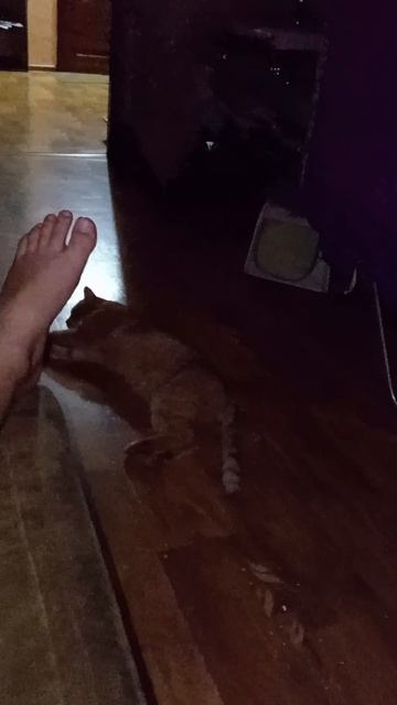 Кошка, кот и нога! смотреть онлайн