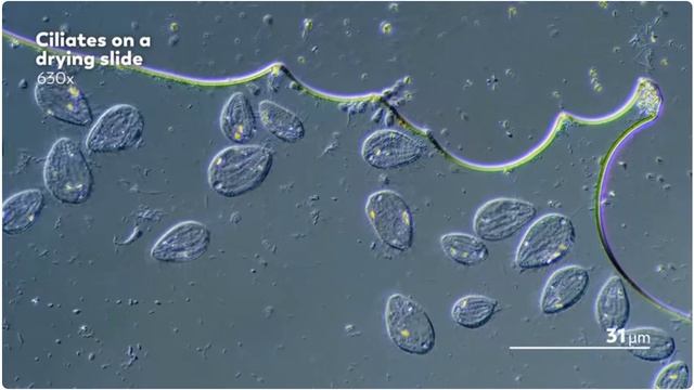 000 смотреть онлайн