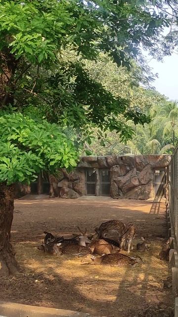 Звуки зоопарка Мумбай (Мумбай, Индия)