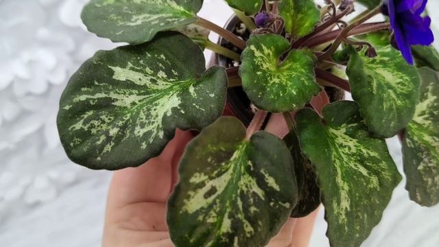 Фиалка Sterling Trinket