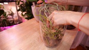 Орхидея в три листа УЙМА корней. Время для деления. Способ укоренить, для тех у кого не получается