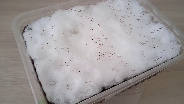 Как сею семена земляники садовой по снегу в феврале