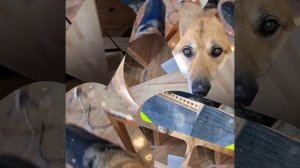 1000049161.mp4 (Собака наблюдает за устройством лестницы на 2 этаж в доме А-фрейм)