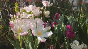 Снежный февраль, 18 число, а у нас пение птиц и весна ...