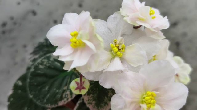 Фиалка Golden Eye