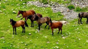 Лошади в горах