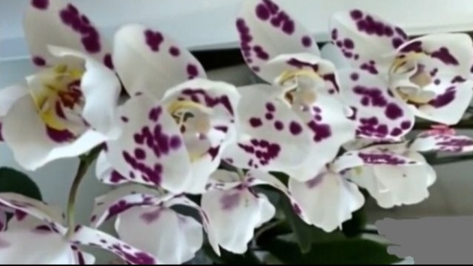 ЧАСТЬ 5. ОРХИДЕИ ДЛЯ ЧАЙНИКОВ. Как подобрать грунт именно для вашей орхидеи. ЛАЙФХАК ПО ПОСАДКЕ. смотреть онлайн