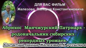 Абрикос  Манчжурский Патриарх - родоначальник сибирских рекордных урожаев.