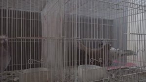 Начало выводного сезона 26г. Флегонтыч