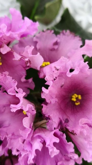 Фиалка НК-Фанфан Тюльпан