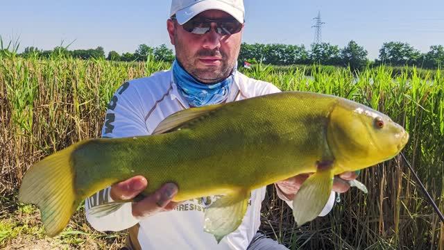 Zlatni Linjaci — Jezero Ciglana Temerin EP201_08082023 Zlatni Linjaci — Jezero Ciglana Temerin EP201_08082023