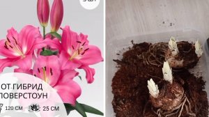 Луковицы лилии в холодильнике проросли. Что с ними делать дальше?