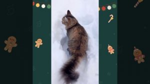 Мася и сугробы