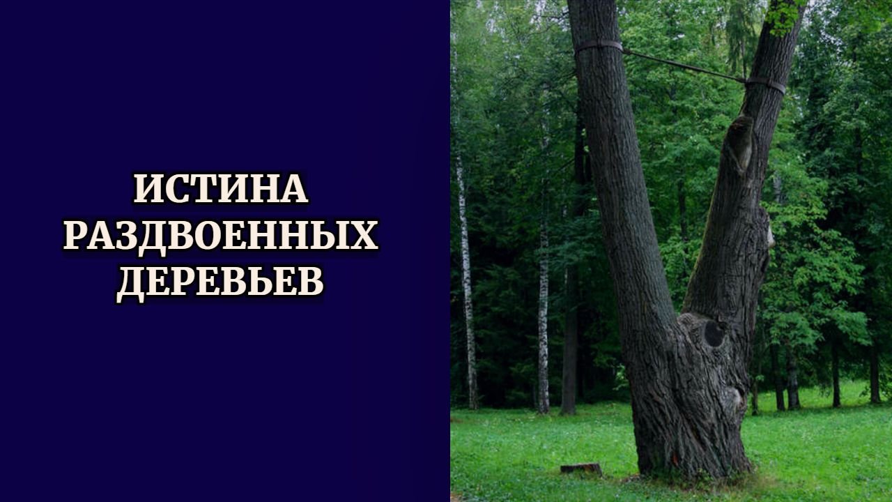 Истина Раздвоенных деревьев + медитация