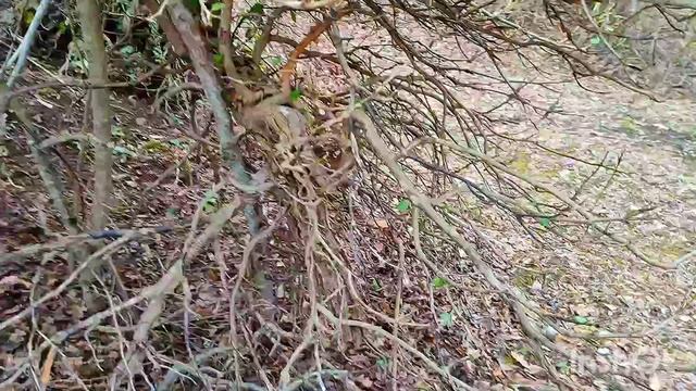 Прогулка по лесу Южной Демерджи Прогулка по лесу Южной Демерджи