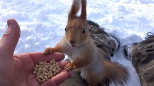 Балерина и другие белки. Зарисовка