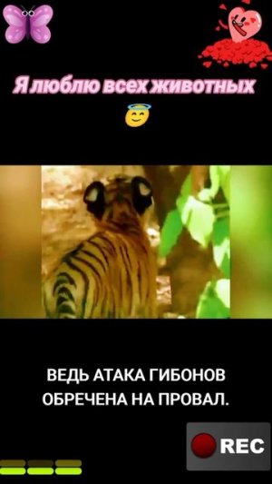 Животные приколы и не только😅