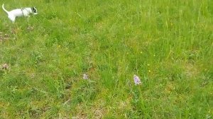 Тропами Шварцвальда. В поисках орхидеи-3