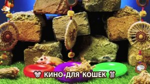 Видео для кошек про крысок развлекать питомцев 🐭🐀😂 (466)