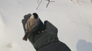 Буроголовые гаички охотно берут корм с рук, особенно кедровые орешки))