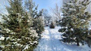 Раскудрявый синеглазый ходит, бродит под окном -  Татьяна Куртукова.