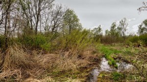 Майский калейдоскоп