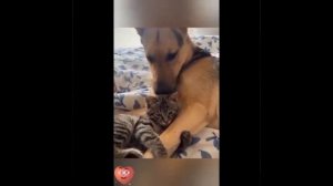 Видео от МЯУтаверс – как метавселенная, но с котами