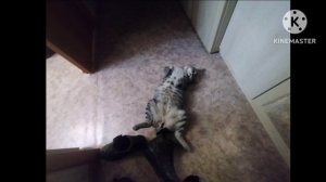 gummy stas пожалуйста подпишись на меня