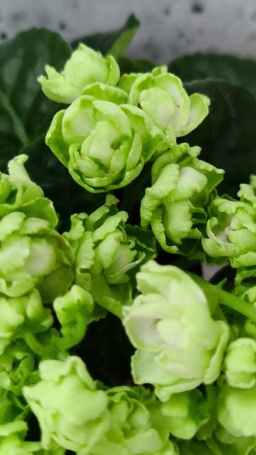 Фиалка Hunter's Cabbage Goddess