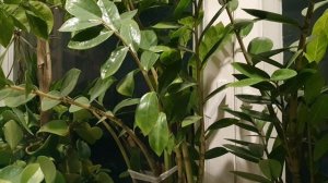 Капели звон