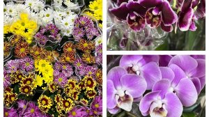 «СВЕТОР»! Новинки для сада и для души!