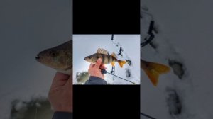 Песня про зимнюю рыбалку ! С 23 февраля , мужики !