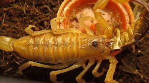 Взрослый (?) скорпион Rhopalurus junceus