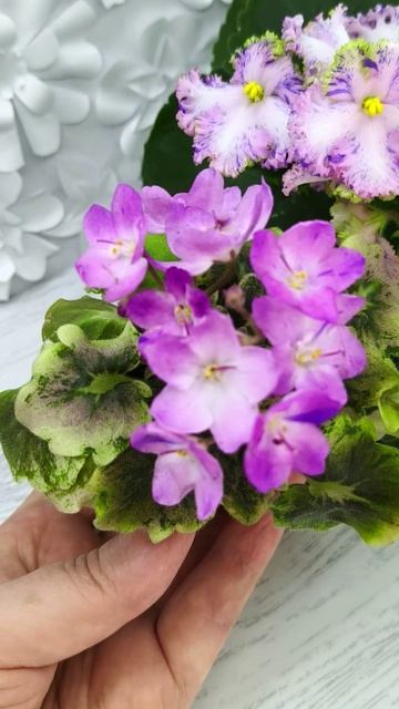 Фиалки АВ-Почемучка и АВ-Мыльные Пузыри