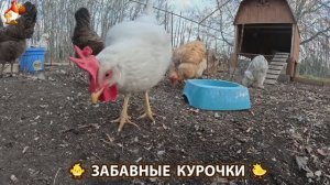 Цыплята и Курочки селяночки лучшие беспородные несушки 🥚 (445)