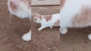 променад котейки