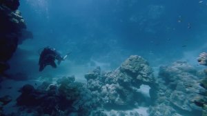 Риф отеля  Concorde - Марса Алам (Египет), сентябрь 2025г. Водолазы