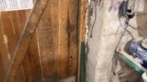 Саня Новиков/Ждём покупателя. Индюшка пошла на поправку 🦃