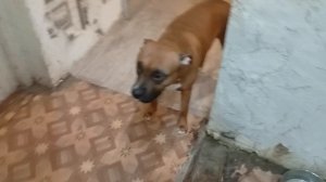 1000013695.mp4 Как и обещала - показываю что за сковородка за 2700 ( набор из двух сковородок)