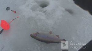 эта блесна РАБОТАЕТ!ЛОВЛЯ ЗИМНЕЙ ФОРЕЛИ