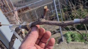 Обрезка винограда. 12.02.2026 г.