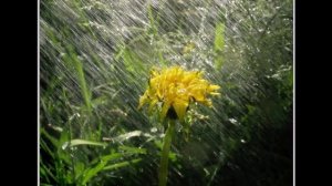 Butirkа.- Запахло весной..