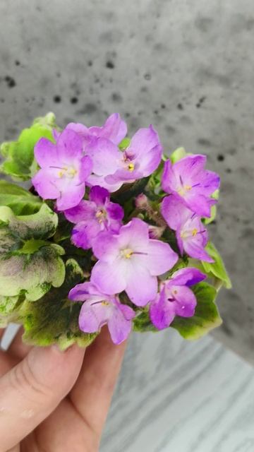 Фиалка АВ-Почемучка