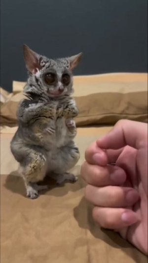 Домашний любимчик