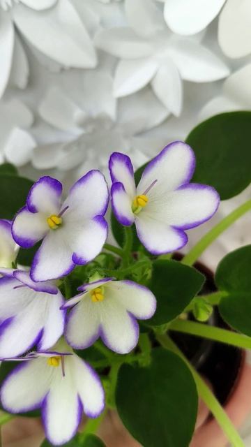 Фиалка 2А-Проба Пера