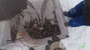 рыбалка на КАТИСКУ  в проруби