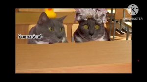 котики в школе