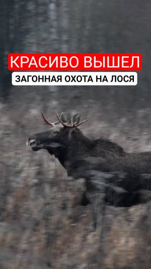 Выстрел по бегущему лосю. Загонная охота, лось на махах.